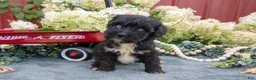 Miniature Schnauzer dogs for sale: Kylo - Ad 2