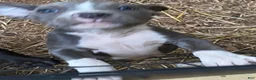 Mixed Breed dogs for sale: Mixed Breed 4 - Ad 1