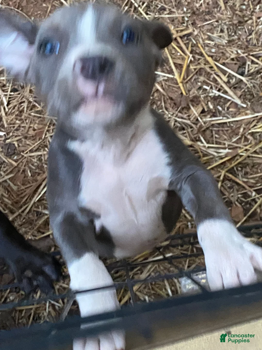 Mixed Breed dogs for sale: Mixed Breed 4 - Ad 1