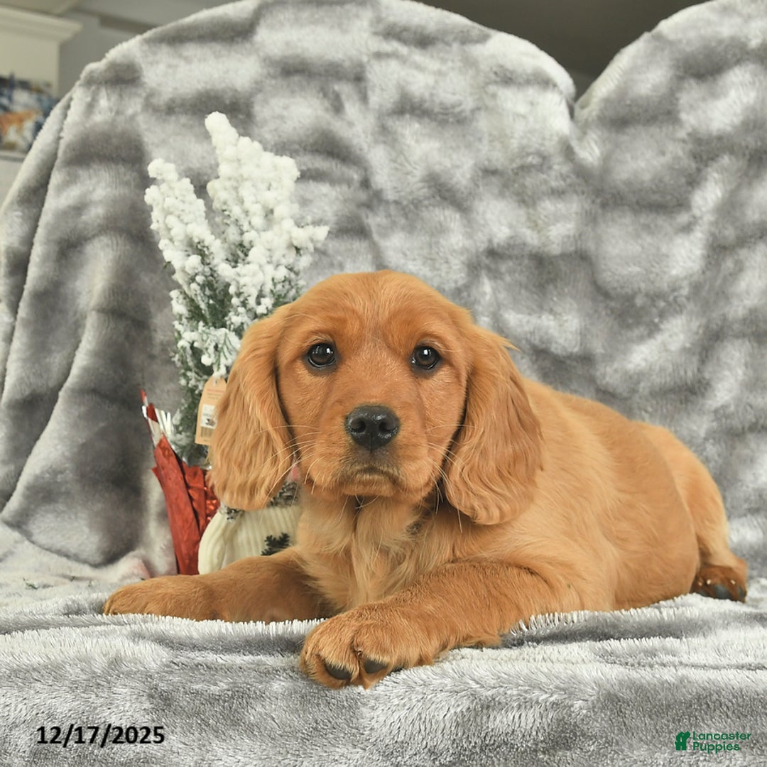 Miniature Golden Retriever dogs for sale: Belle  - Ad 3