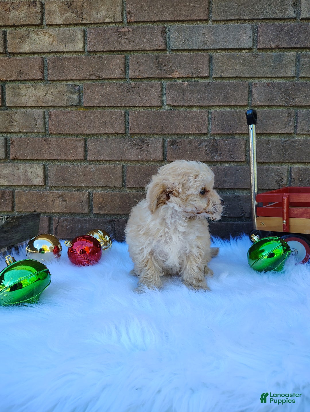 Chipoo dogs for sale: Nena - Ad 1