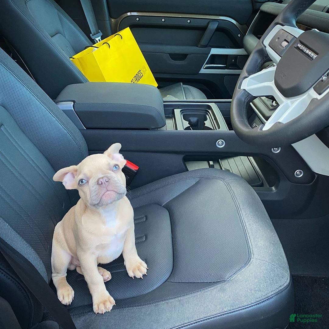 French Bulldog dogs for sale: French Bulldog Puppy 5 - Ad 1