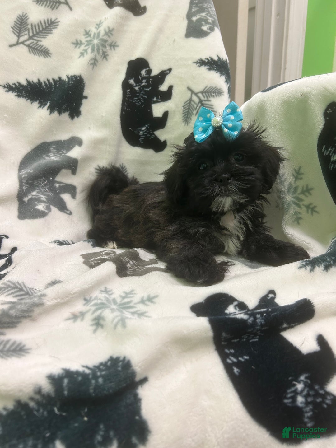 Teddy Bear dogs for sale: Magnet  - Ad 1