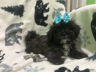 Teddy Bear dogs Magnet - Ad 40