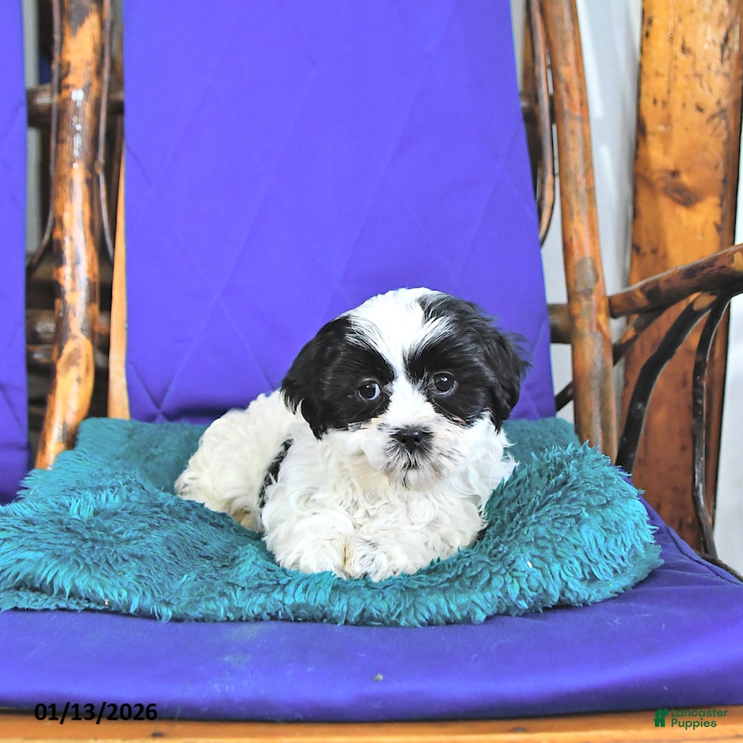 Shih Tzu dogs for sale: Frances - Ad 3