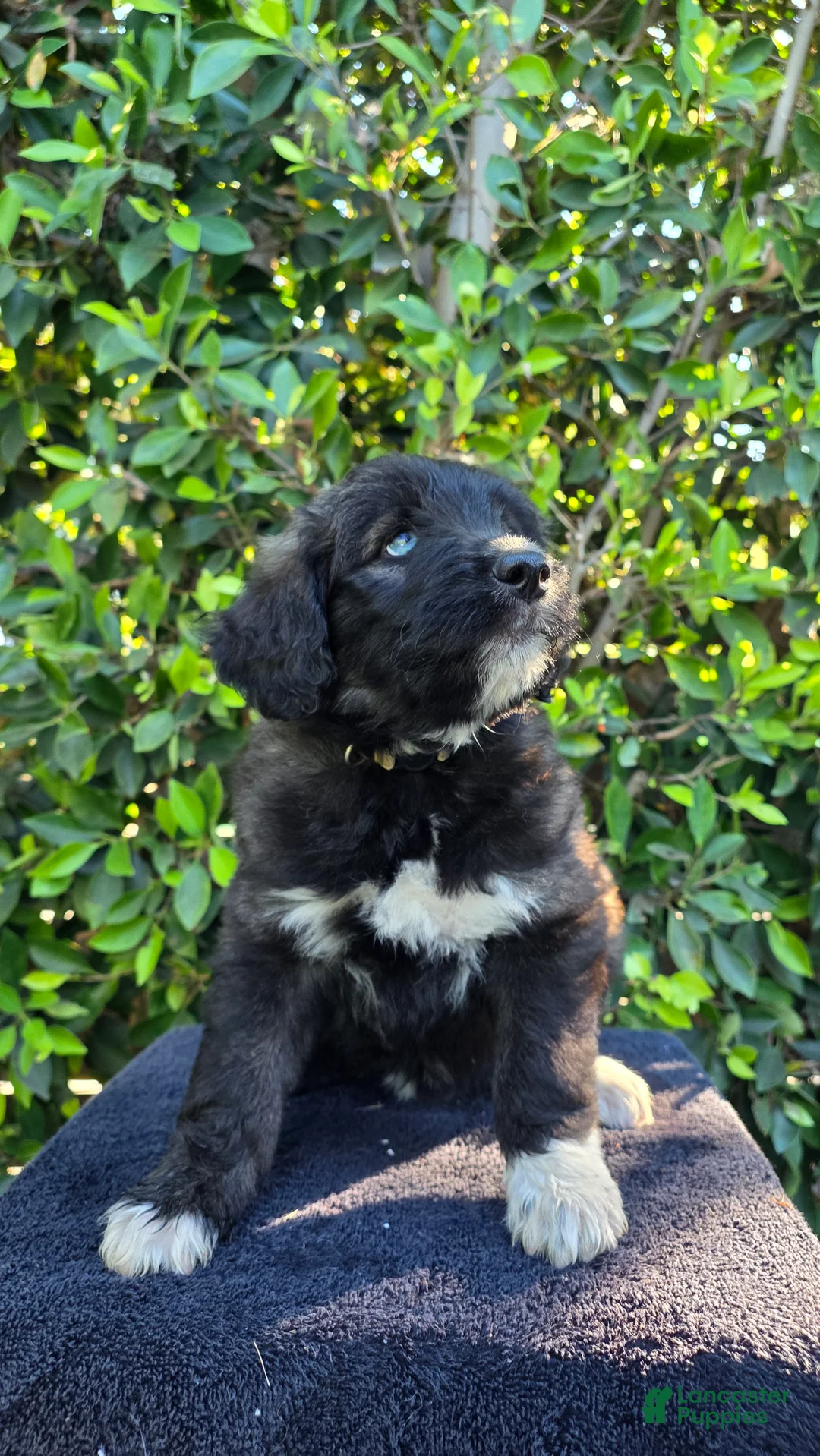 Mixed Breed dogs for sale: Cream - Ad 2