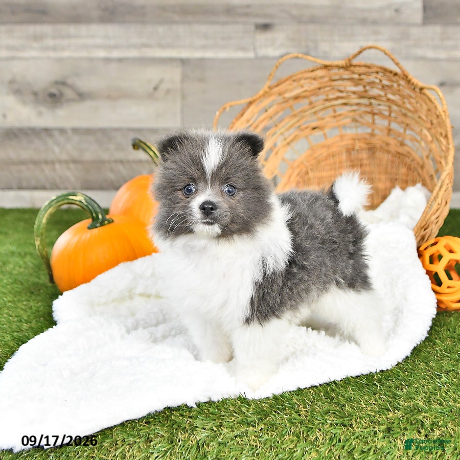 Pomeranian dogs Noel - Ad 1