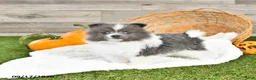 Pomeranian dogs for sale: Noel - Ad 1