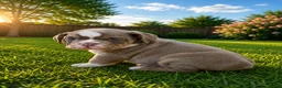 English Bulldog dogs for sale: Bobby - Ad 4