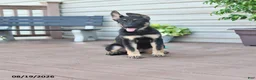 German Shepherd dogs for sale: Freya - Ad 4