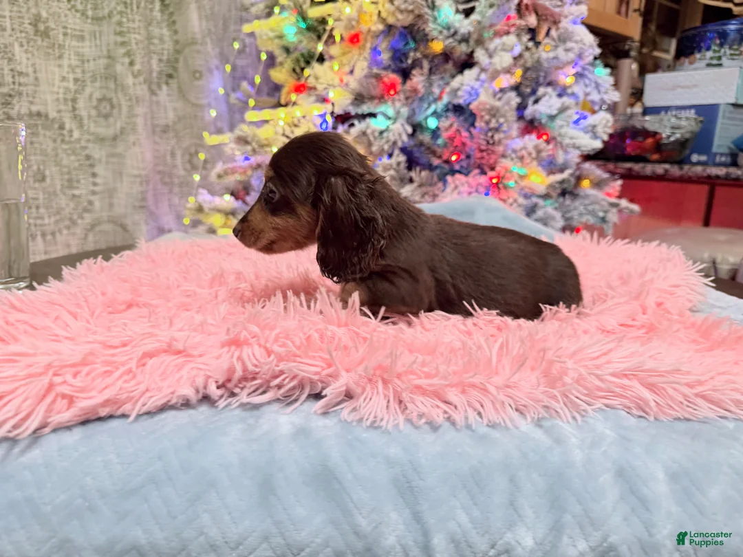 Miniature Dachshund dogs for sale: AKC Russian pra clear - Ad 95