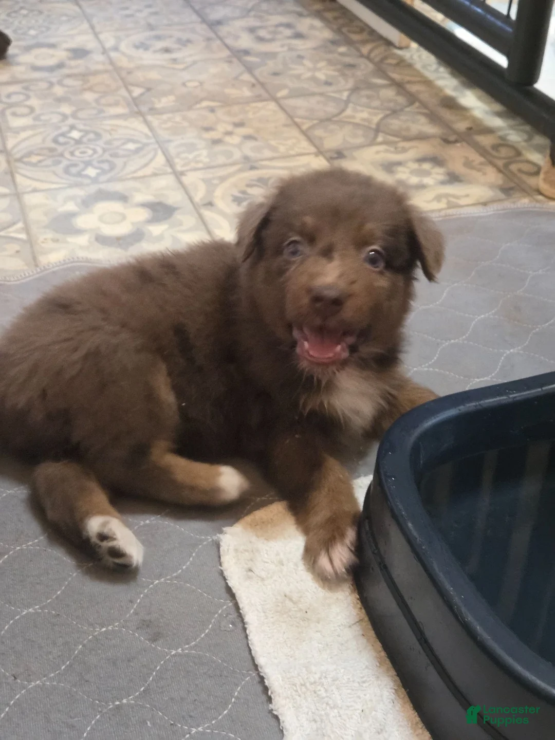 Australian Shepherd dogs for sale: Ruby - Ad 2
