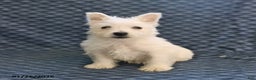 West Highland Terrier dogs for sale: Henry - Ad 1