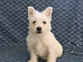 West Highland Terrier dogs Henry - Ad 1