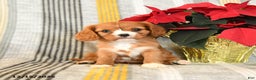 Cavalier King Charles Spaniel dogs for sale: Cuddles - Ad 3