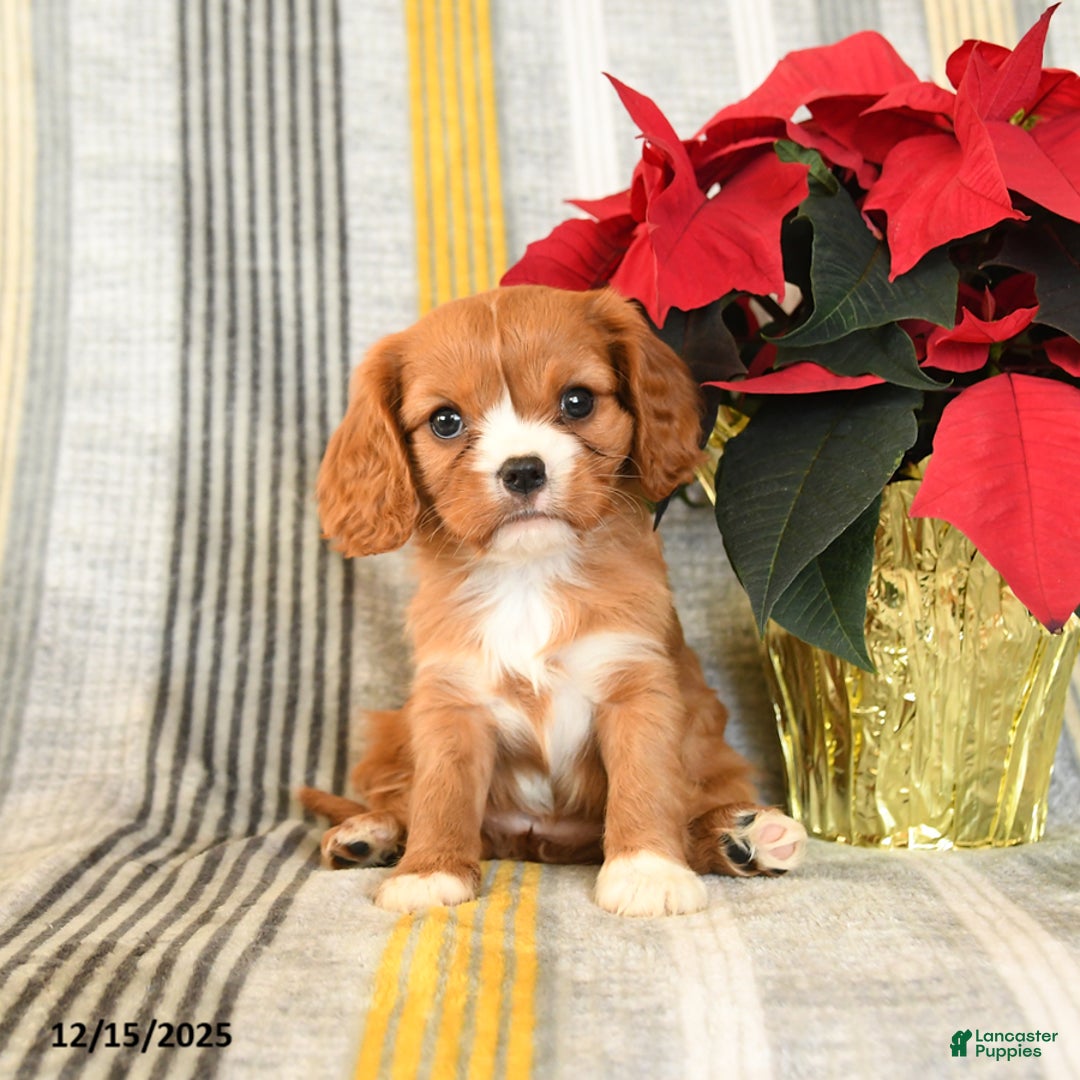 Cavalier King Charles Spaniel dogs for sale: Cuddles - Ad 3