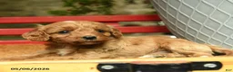 Cavapoo dogs for sale: Melvin - Ad 2