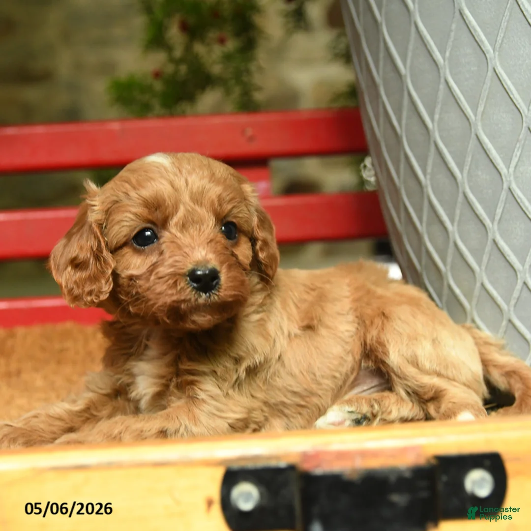 Cavapoo dogs for sale: Melvin - Ad 2