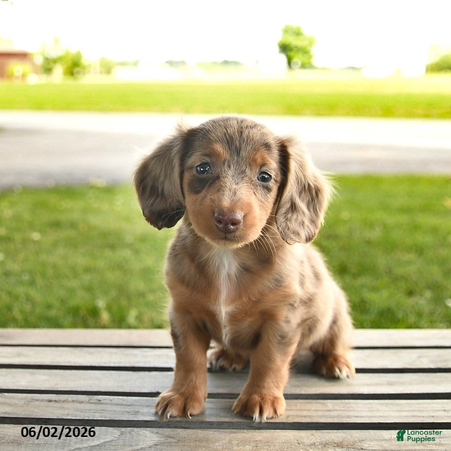 Miniature Dachshund dogs Nutmeg  - Ad 2