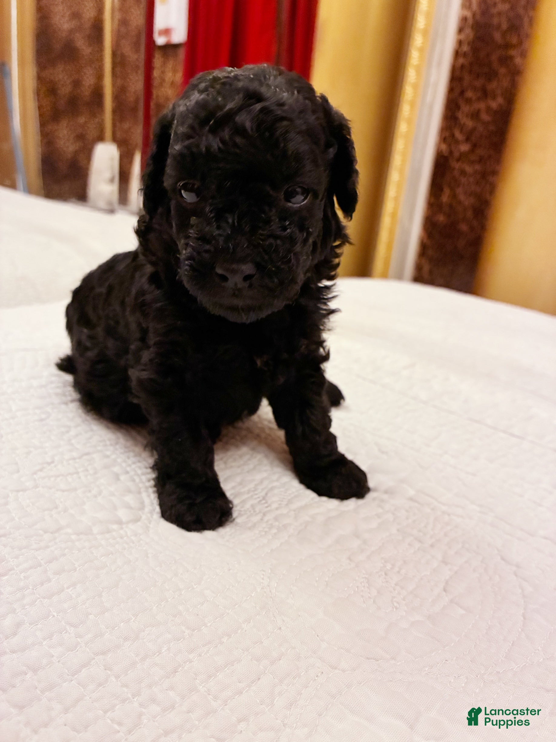 Toy Poodle dogs MERESANHK TUT - Ad 12