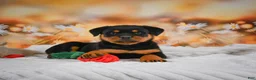 Rottweiler dogs for sale: Macy - Ad 6