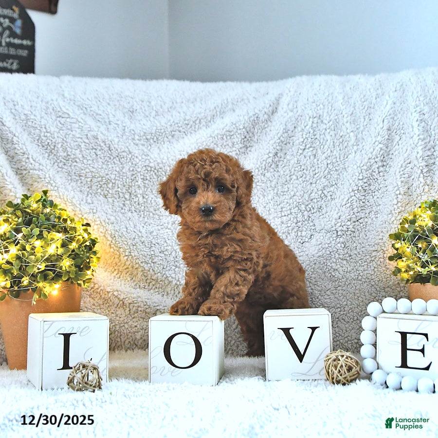 Toy Poodle dogs Maverick HOUSE RAISED - Ad 11