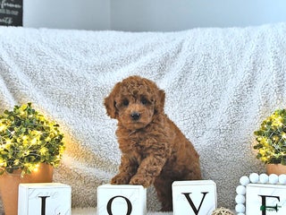 Toy Poodle dogs Maverick HOUSE RAISED - Ad 3