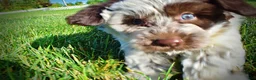 Havapoo dogs for sale: Chippy - Ad 12