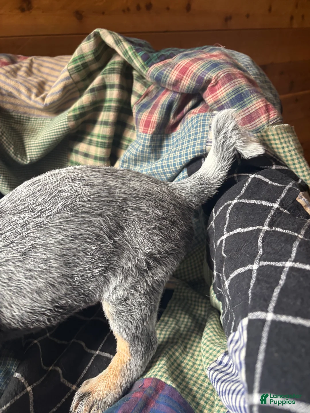 Australian Cattle Dog dogs for sale: Larry - Ad 10