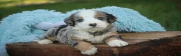 Mini Bernedoodle dogs for sale: Mingo Mini Bernedoodle  - Ad 5
