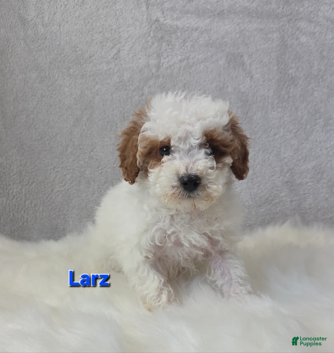 Miniature Poodle dogs for sale: Larz - Ad 7