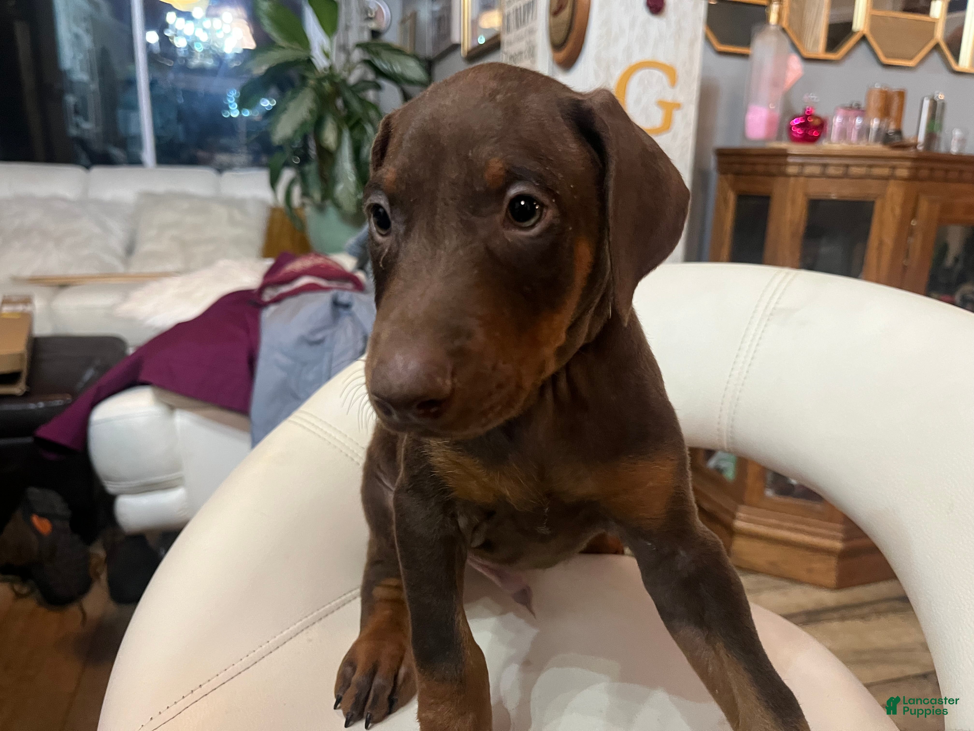 Doberman Pinscher dogs Sable - Ad 31