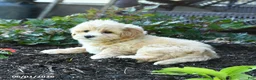 Maltipoo dogs for sale: Bud - Ad 3