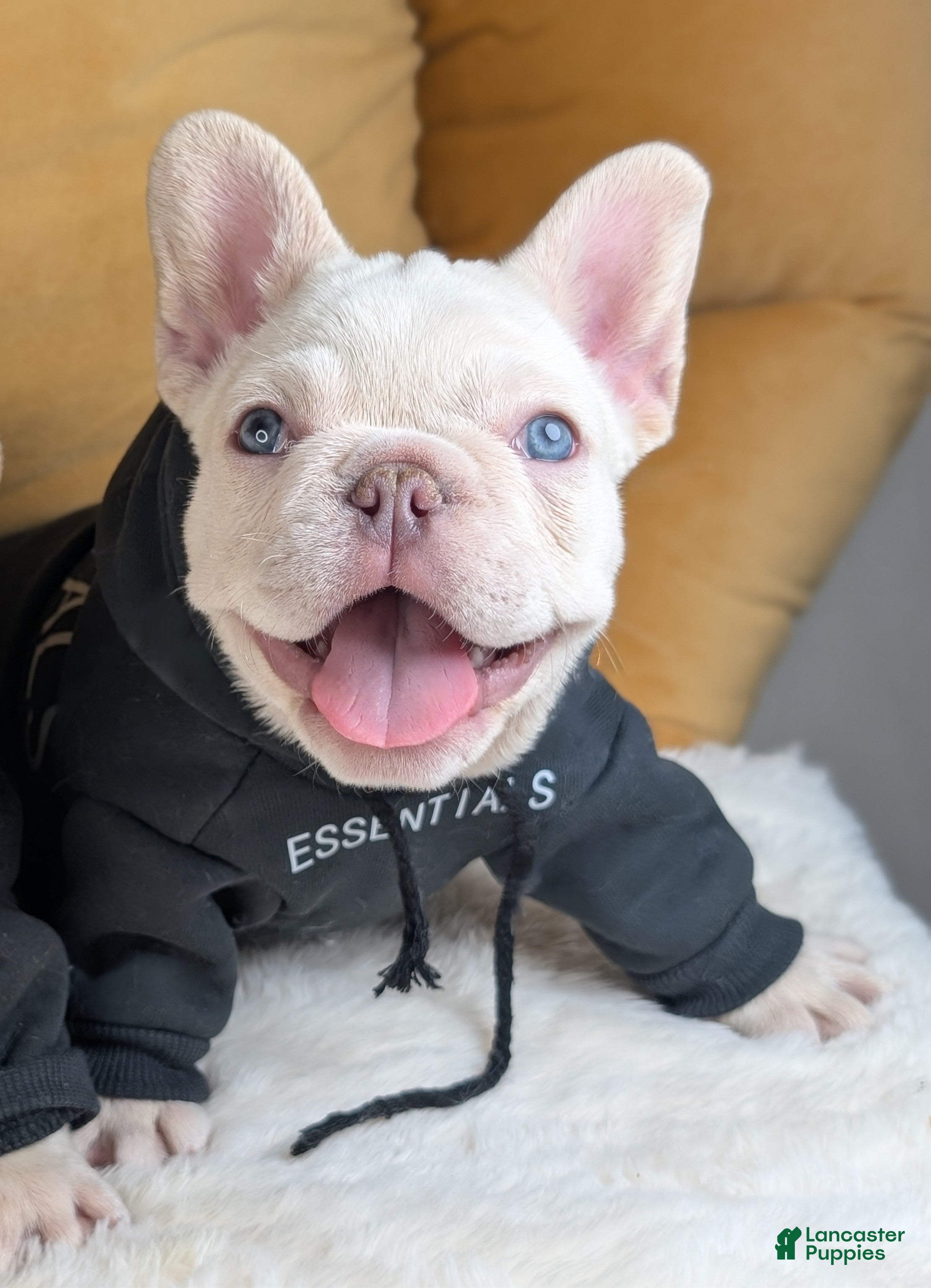 French Bulldog dogs ALEX - Ad 32