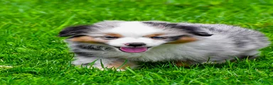 Elon