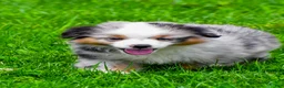 Miniature Australian Shepherd dogs for sale: Elon - Ad 1