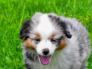 Miniature Australian Shepherd dogs for sale: Elon - Ad 1