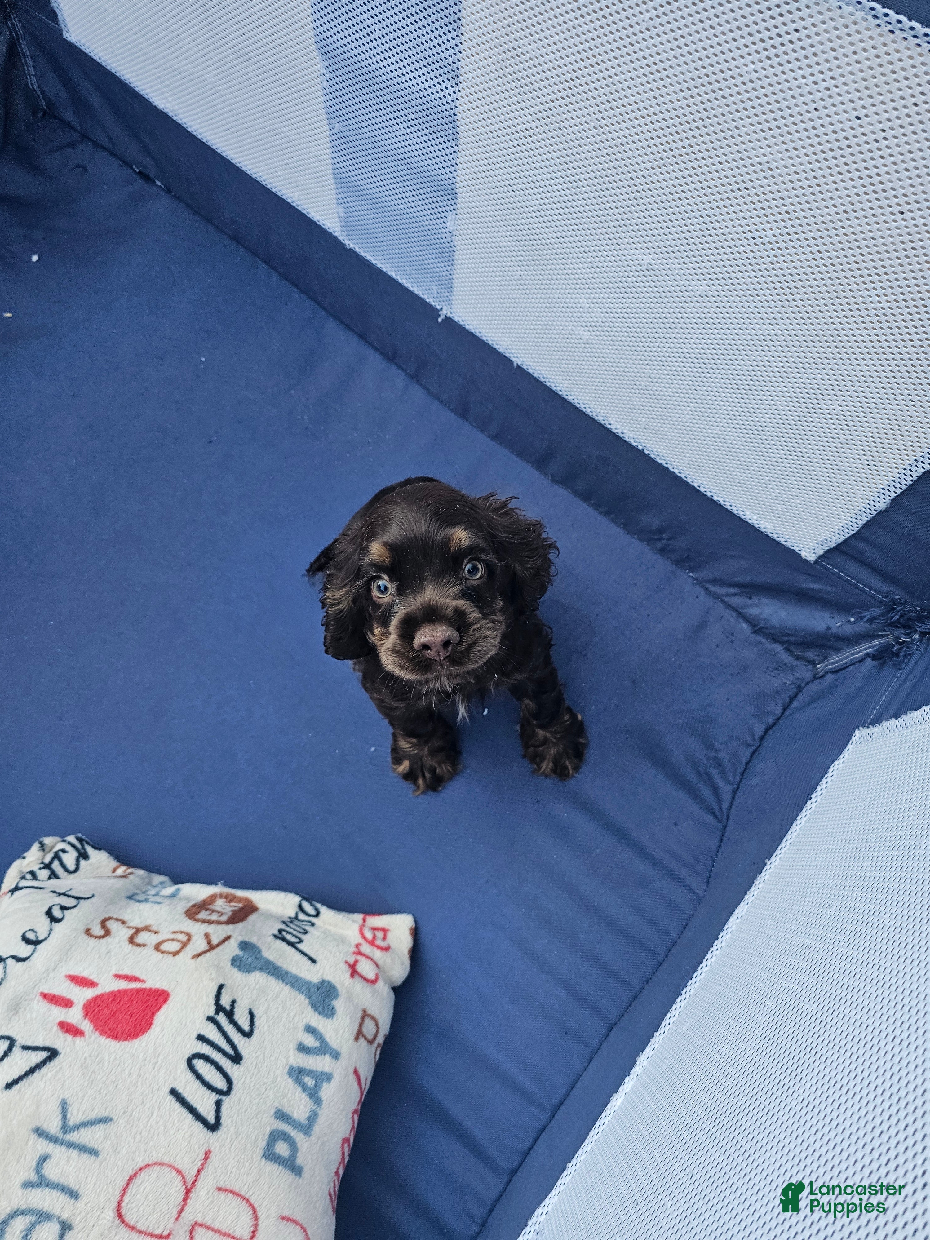 Cocker Spaniel dogs Cocker Spaniel 1 - Ad 2