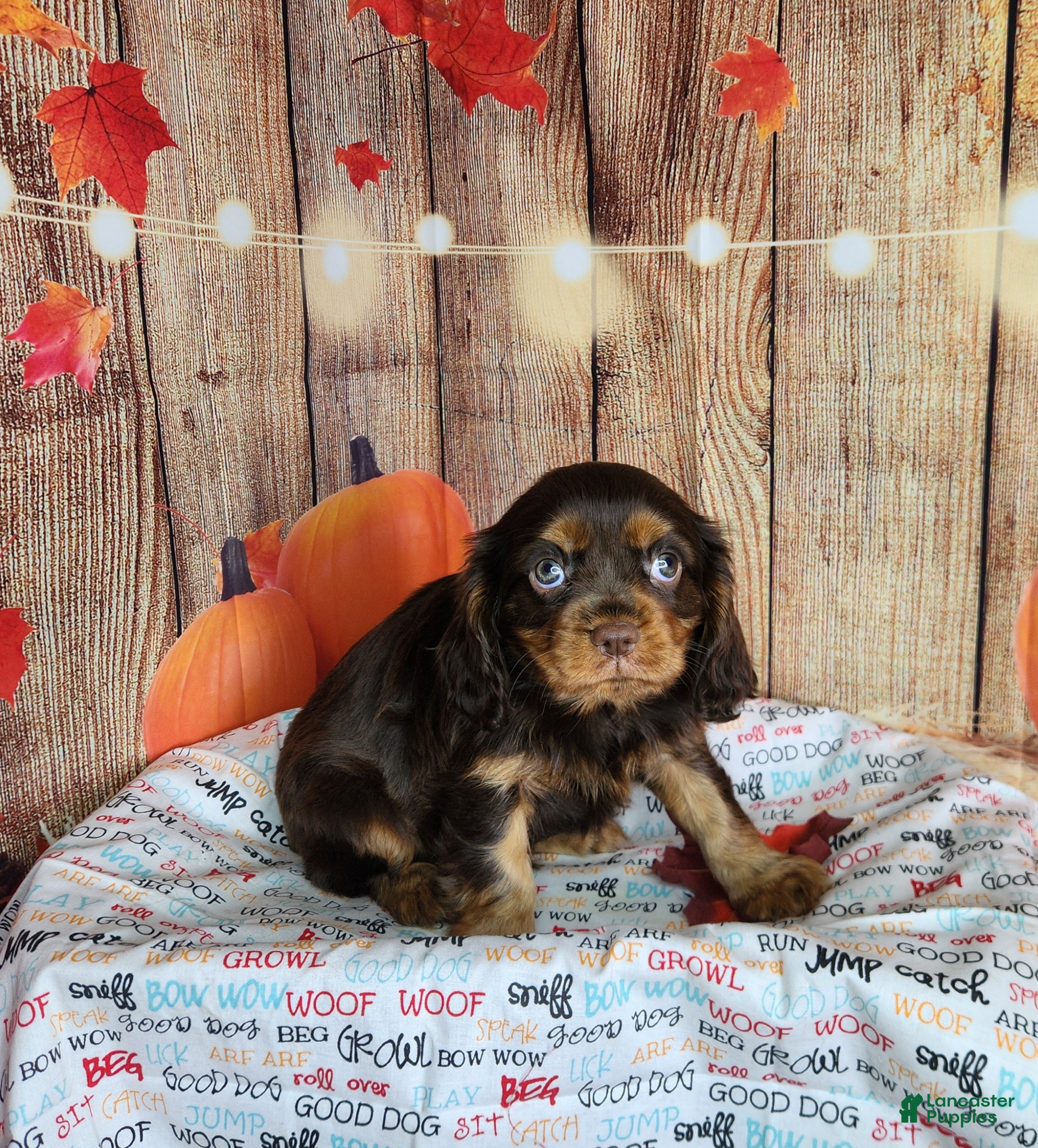 Cavalier King Charles Spaniel dogs for sale: AKC Duke - Ad 1