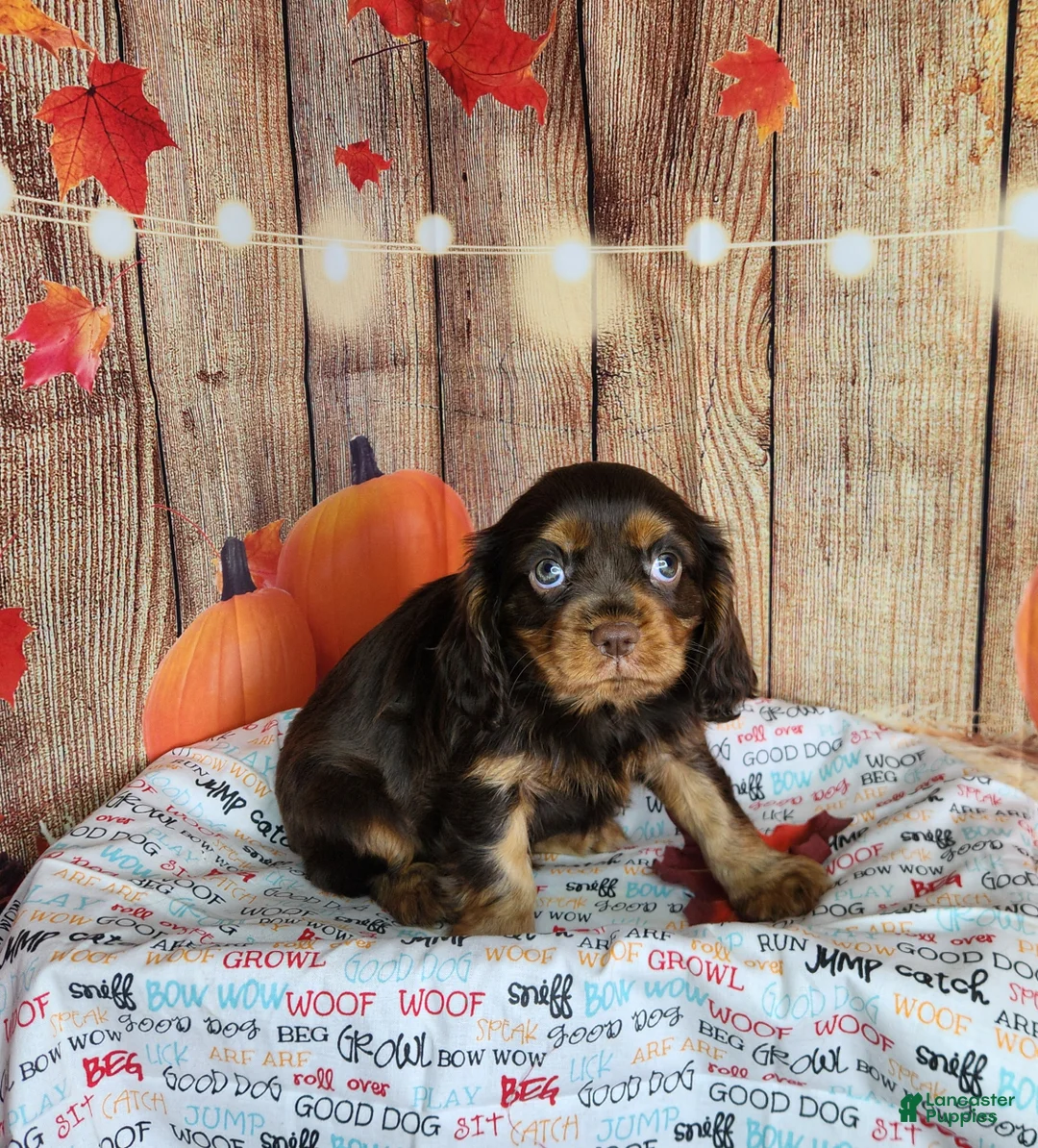 Cavalier King Charles Spaniel dogs for sale: AKC Duke - Ad 1