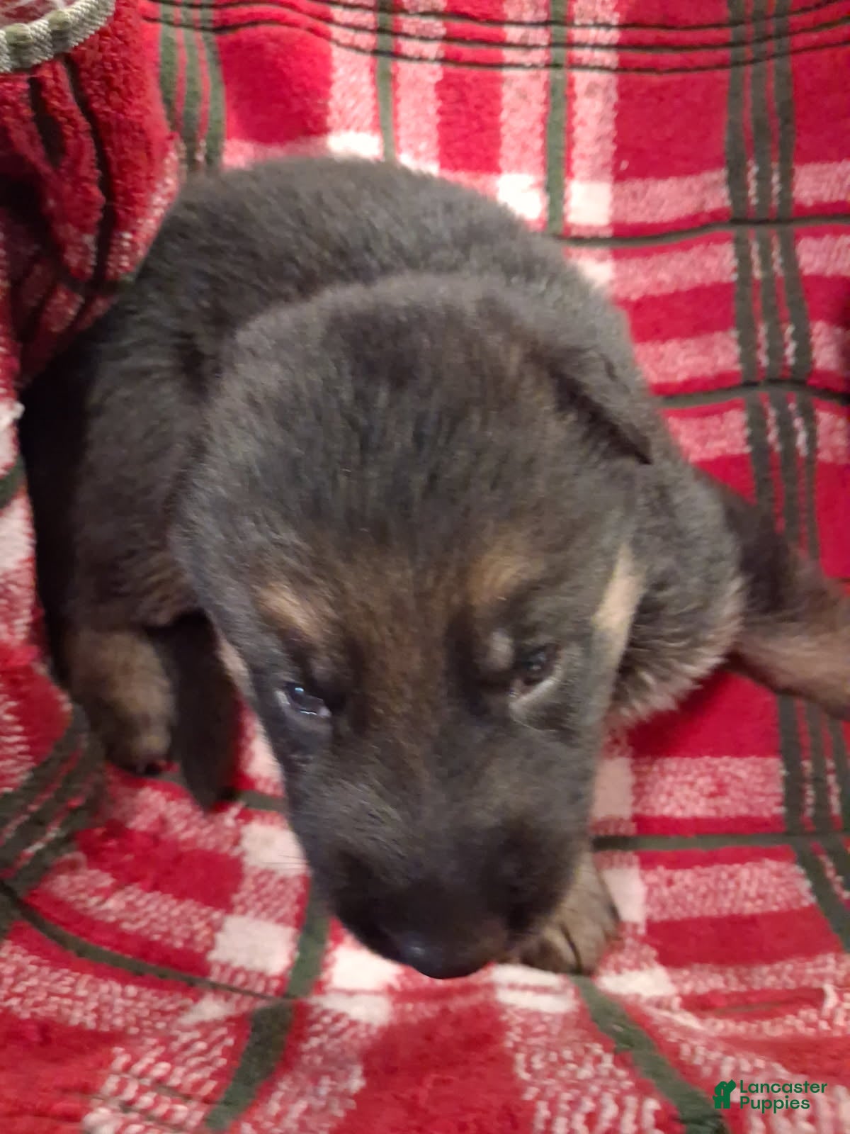 German Shepherd dogs Girl 1 - Ad 38