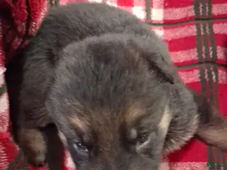 German Shepherd dogs Girl 1 - Ad 38