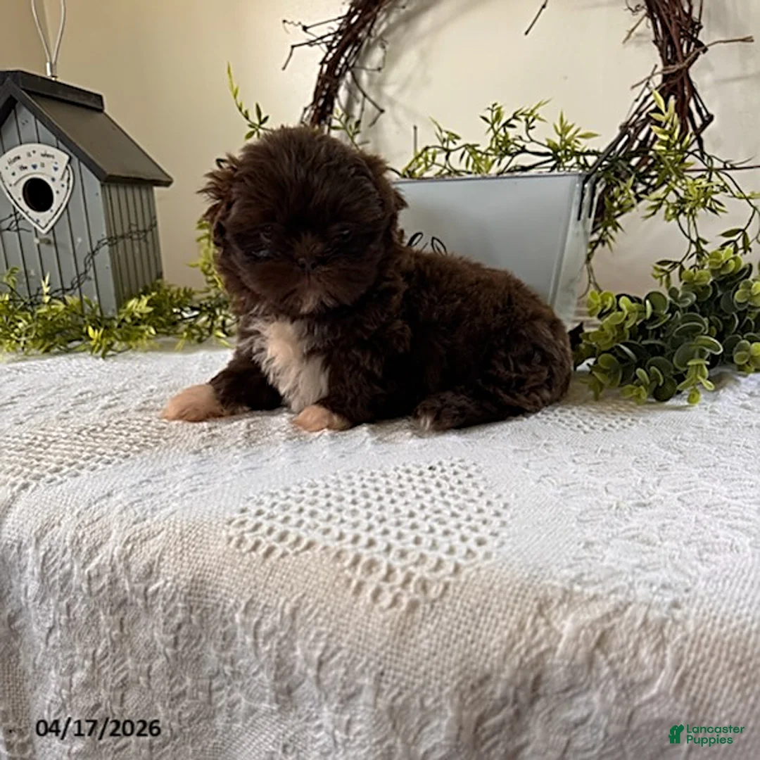 Shih Tzu dogs for sale: Julia - Ad 2