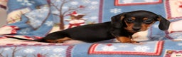 Miniature Dachshund dogs for sale: Gretta - Ad 2