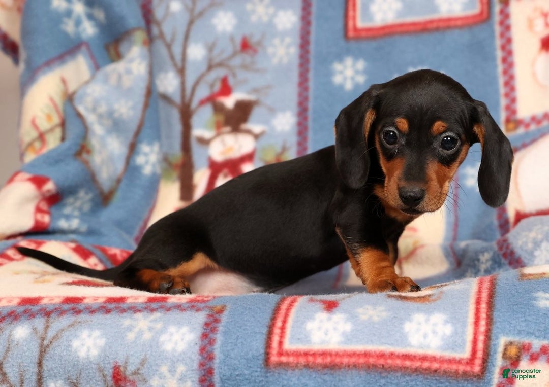 Miniature Dachshund dogs for sale: Gretta - Ad 2