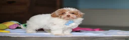 Mixed Breed dogs for sale: Wilbur - Ad 6