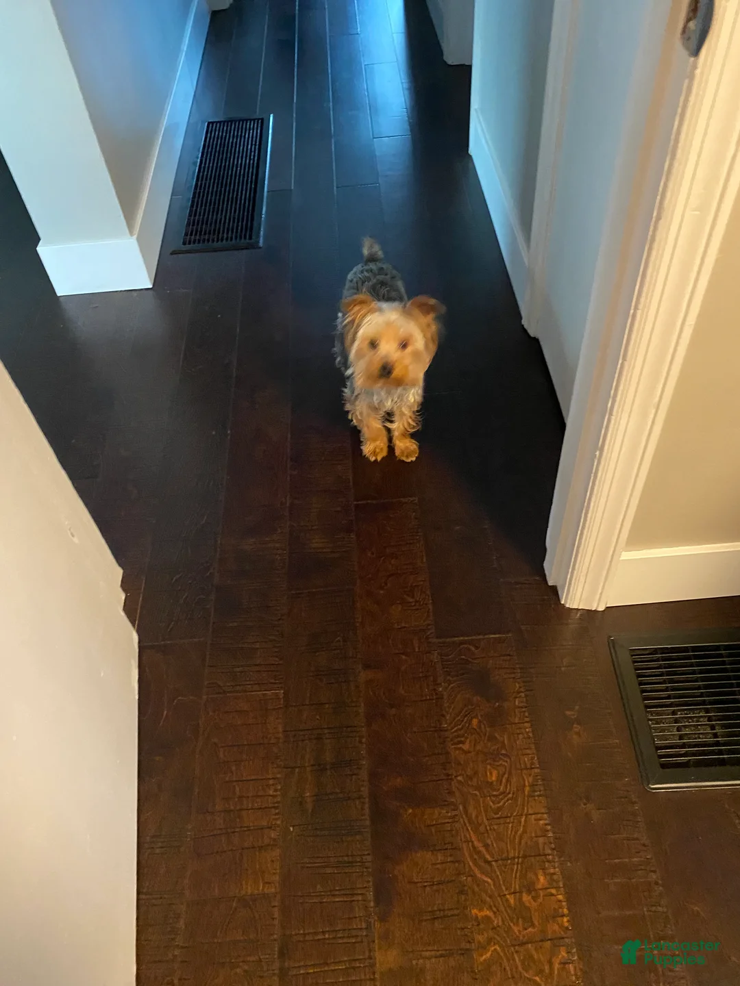 Yorkshire Terrier dogs for sale: Yorkshire Terrier Puppy 1 - Ad 3