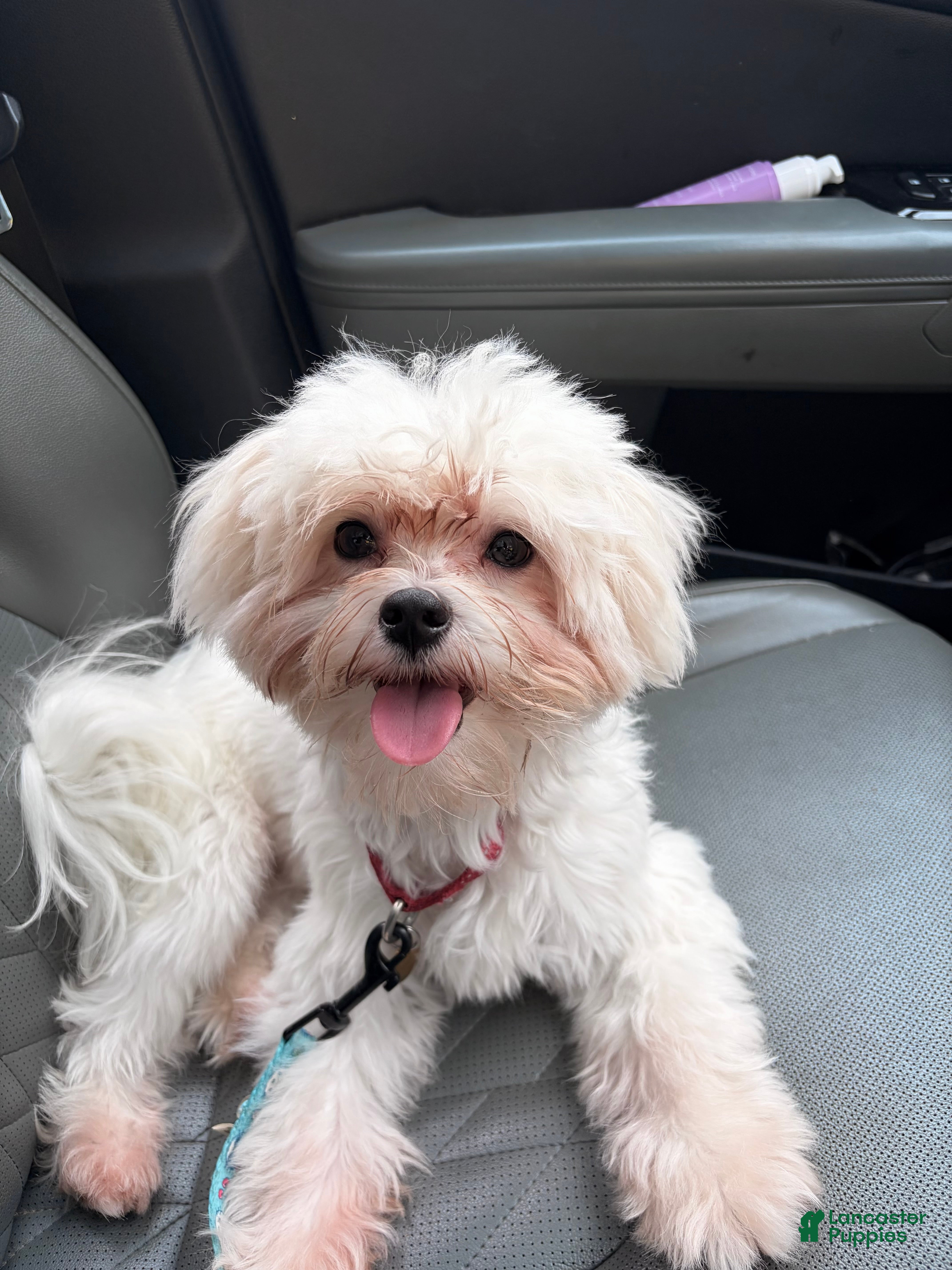 Milo