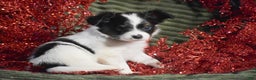 Papillon dogs for sale: Bison - Ad 1