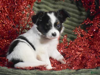 Papillon dogs Bison - Ad 10